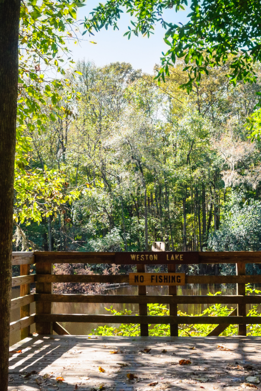 boardwalk of lookout in Congaree National Park in South Carolina