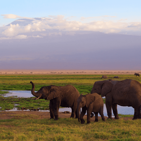Elephants and mountain in Africa Travel Guide photo