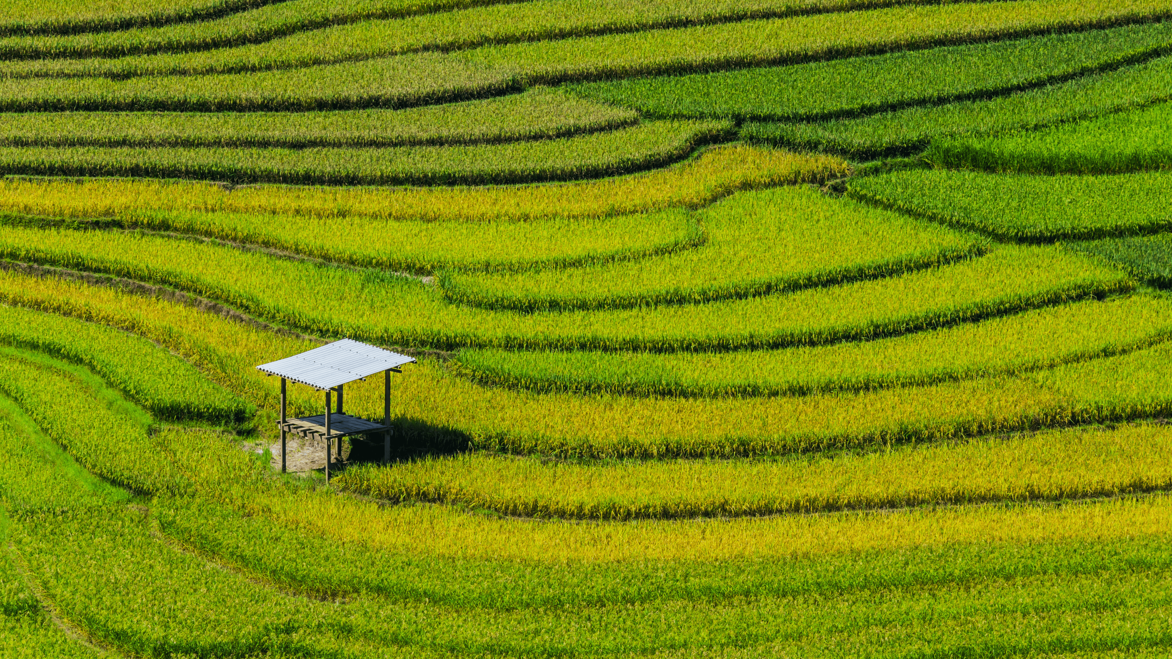 Rice Patty Fields in Vietnam