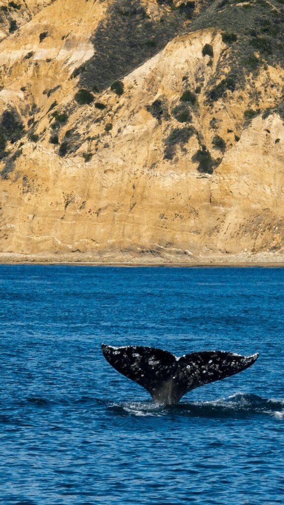whale tail sticking up out of water
