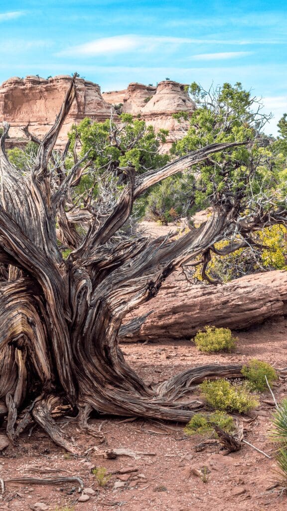 dried and old tree in canyonlands