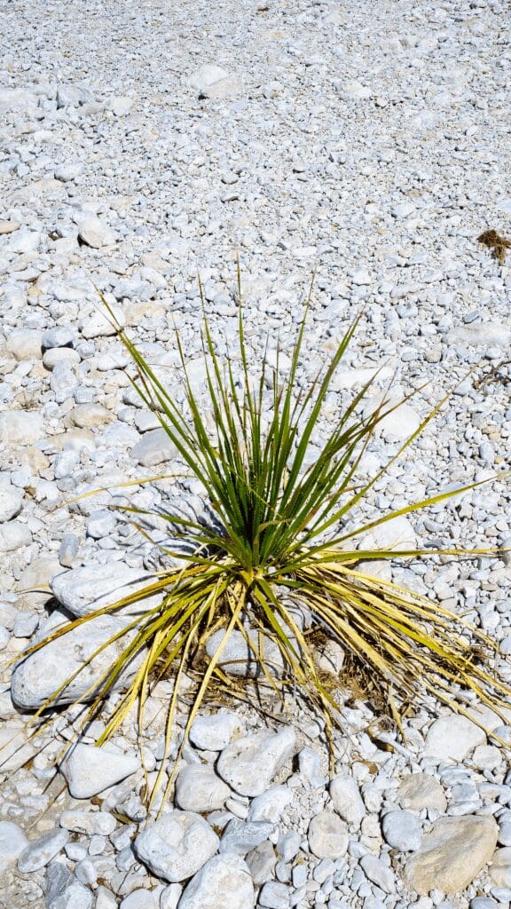 plant with spiky leaves growing in rocks