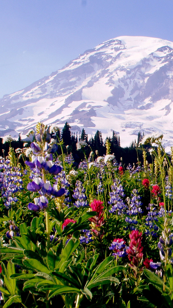 flowers in foreground and mountains in rear
