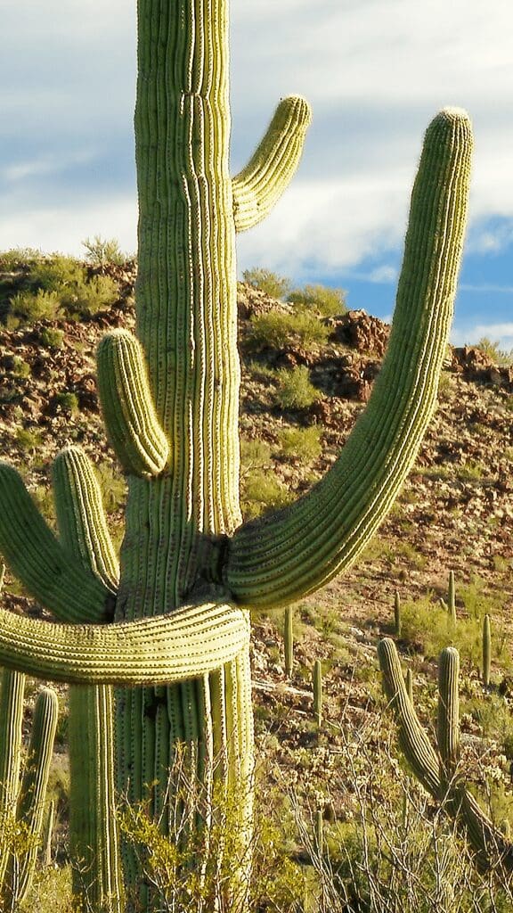 view of large saguaro cactus