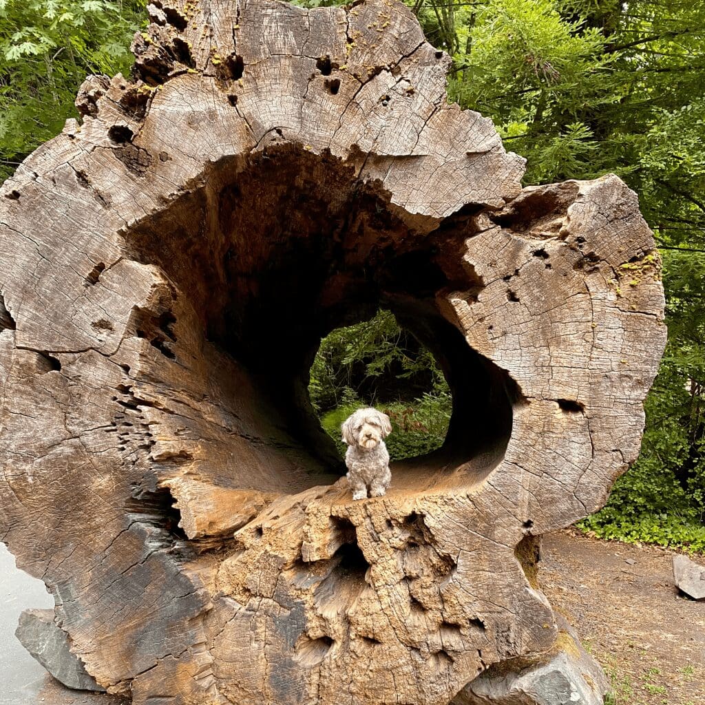 A small gray dog sitting inside a hollow, fallen Redwood tree