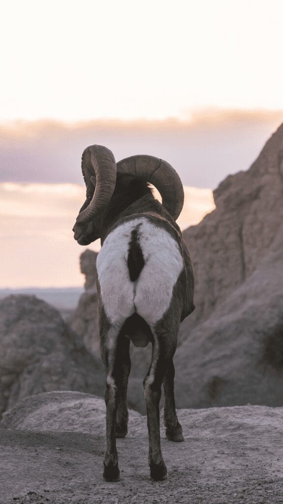 the white rear of a big horn sheep looking out over a sunrise valley