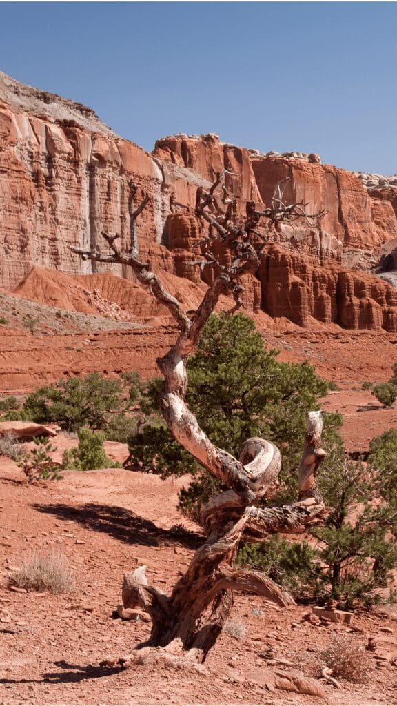 dead tree surrounded by red soil and high cliffs