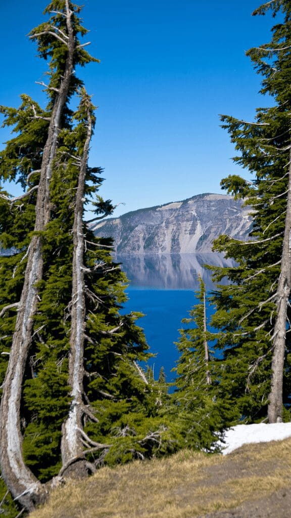 lake view through tall pine trees