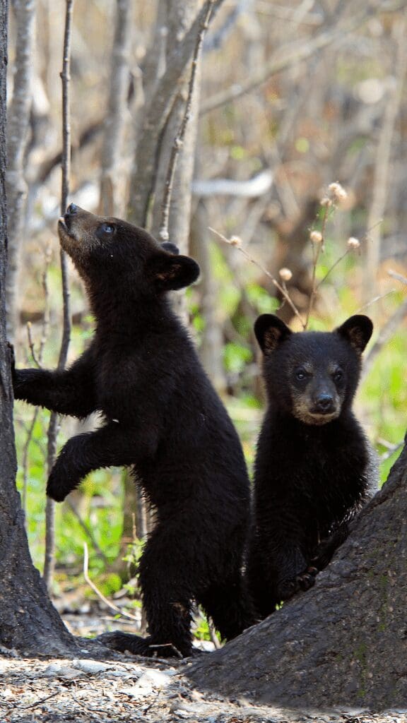two bear cubs looking to climb tree