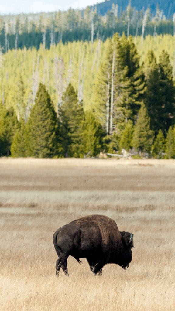 view of buffalo eating grass with mountains in background