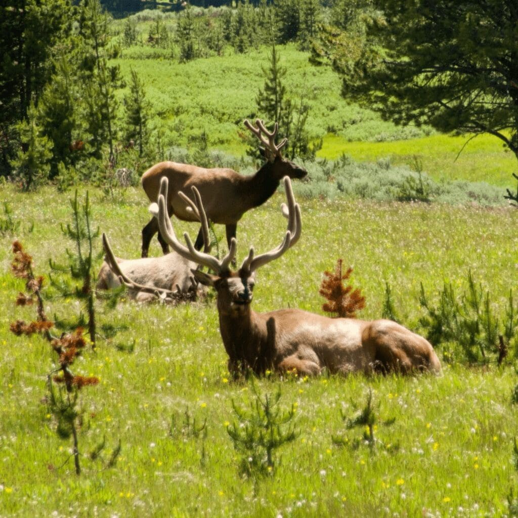 3 elk in a field in Yellowstone National Park