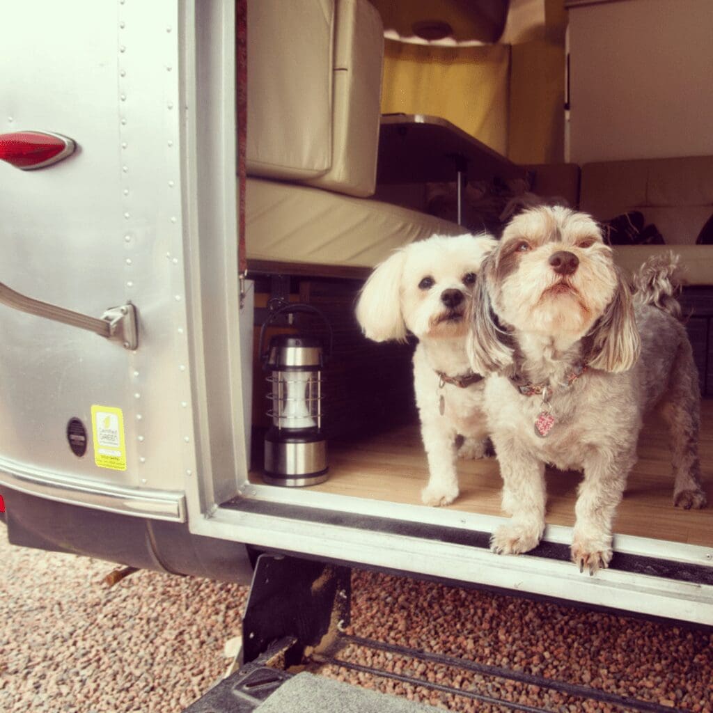 A white dog and a gray dog standing in an Airstream RV