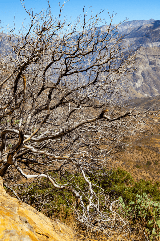 beautiful dead tree with twisted branches with valley below in Kings Canyon National Park
