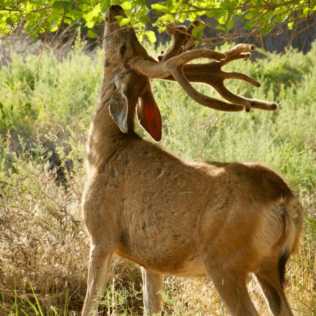 deer with antlers eating leaves of tree