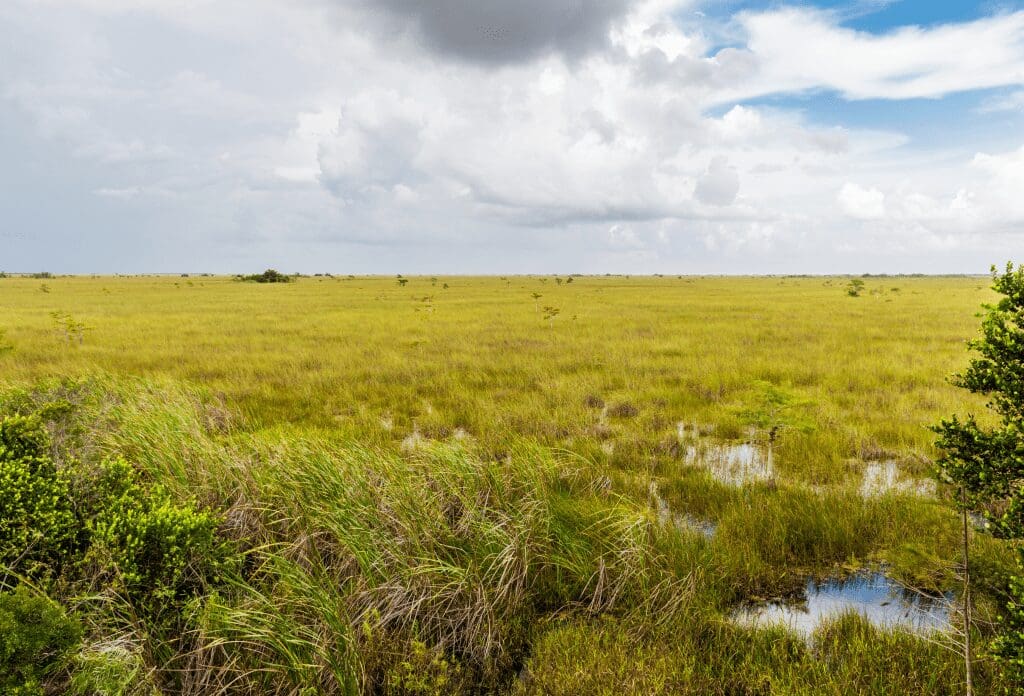 swampy grasslands
