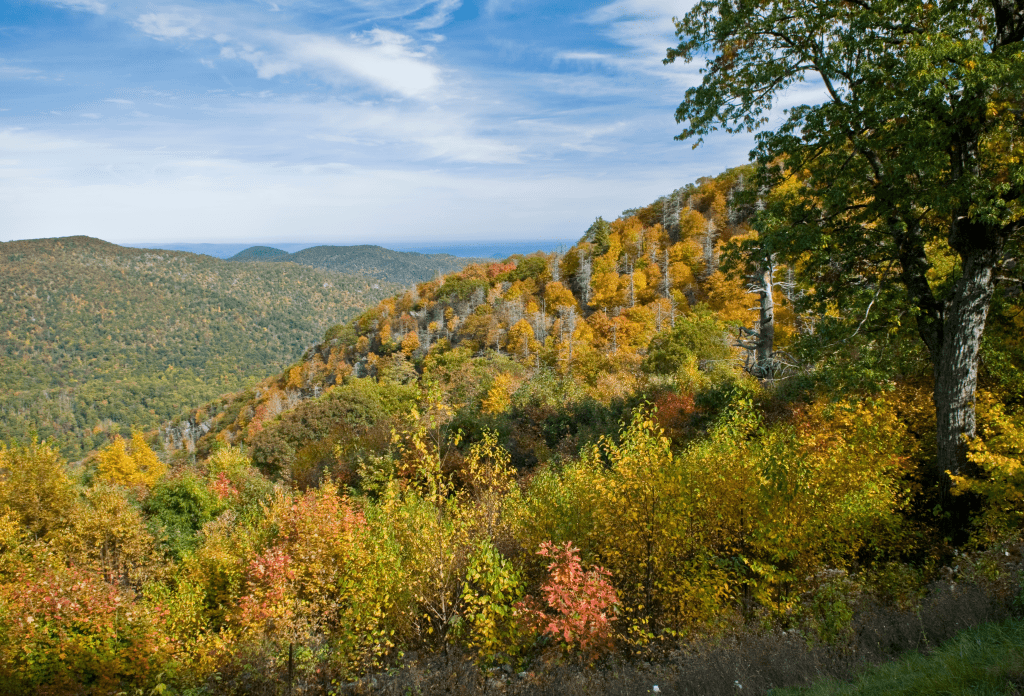 view above the trees