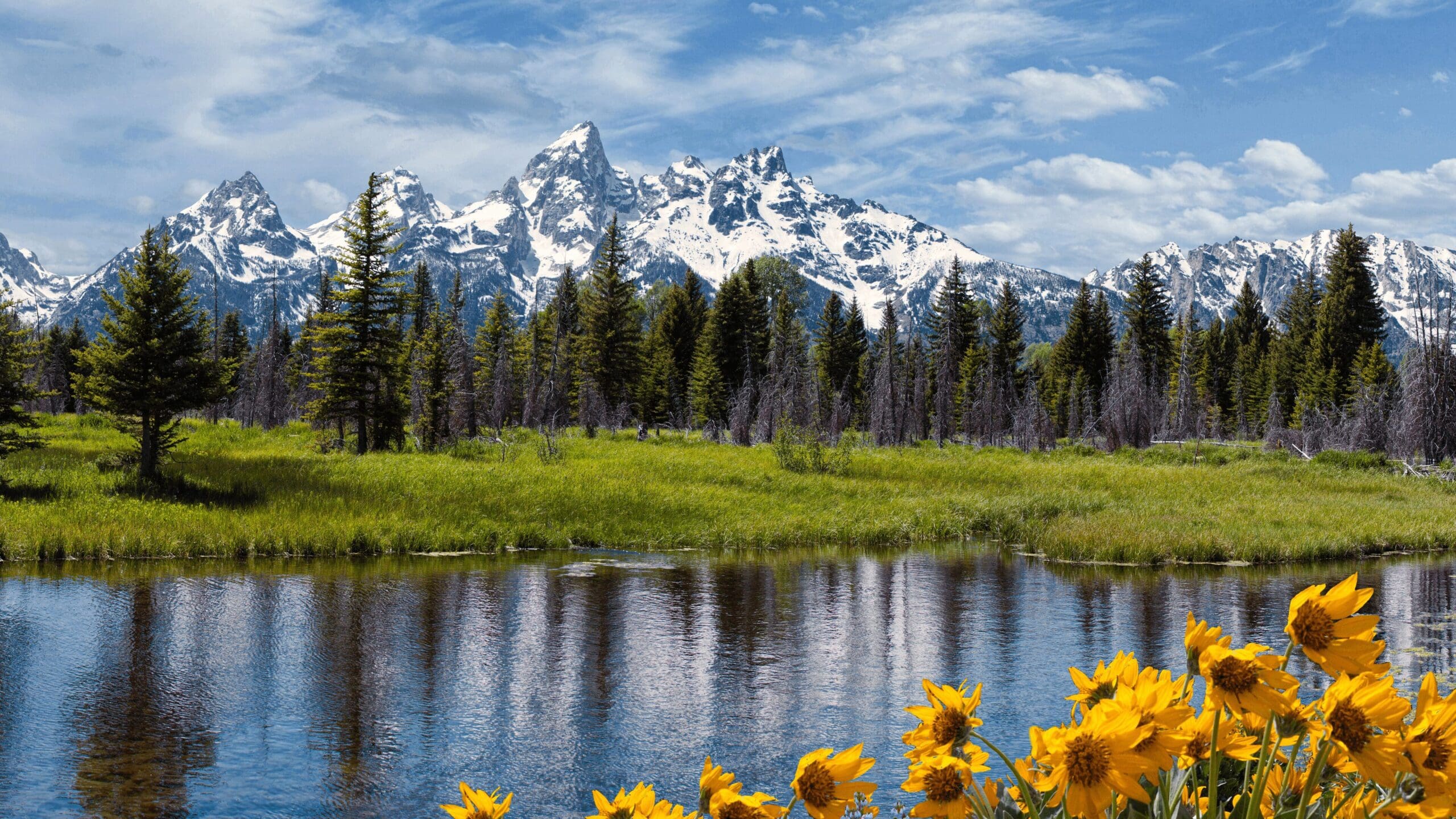 reflective lake with yellow wild flowers in foreground and mountains and alpine trees in the background