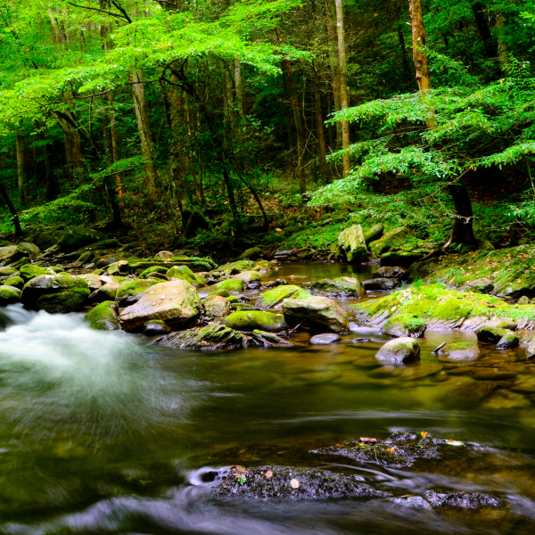 a green forest with a stream of water in Smoky Mountains National Park