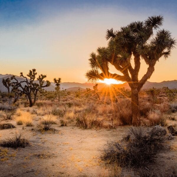 joshua trees scattered in desert area with sunset in rear in Joshua tree national park
