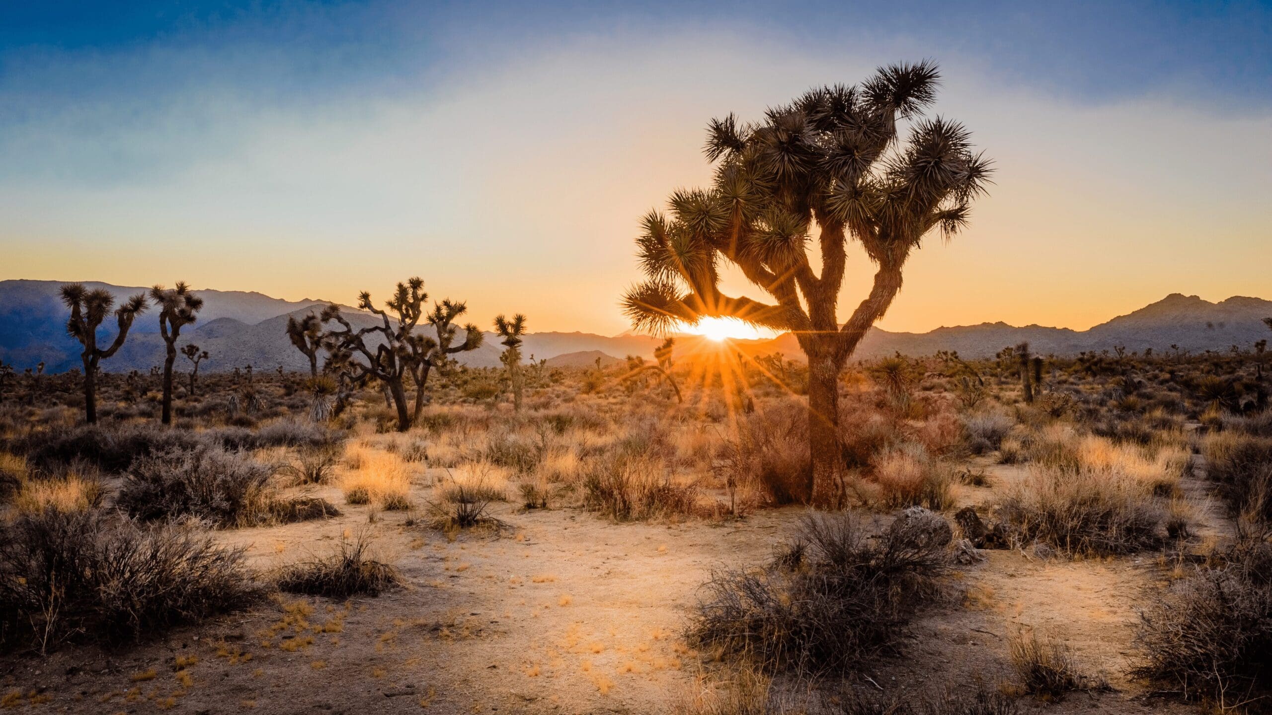joshua trees scattered in desert area with sunset in rear