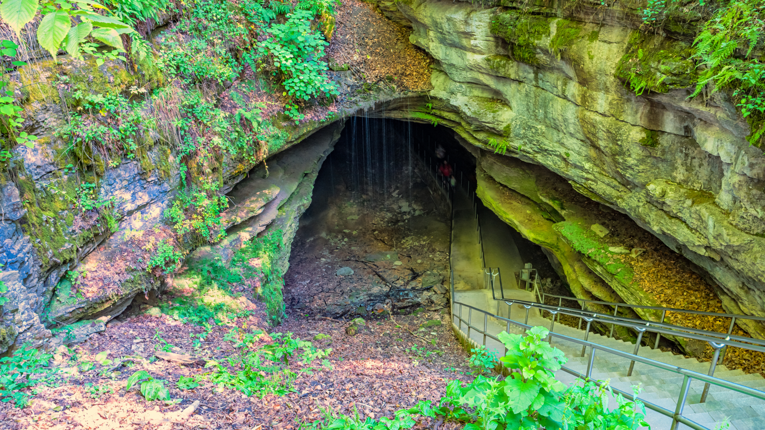 the entrance to mammoth cave which has ivy and grasses around it