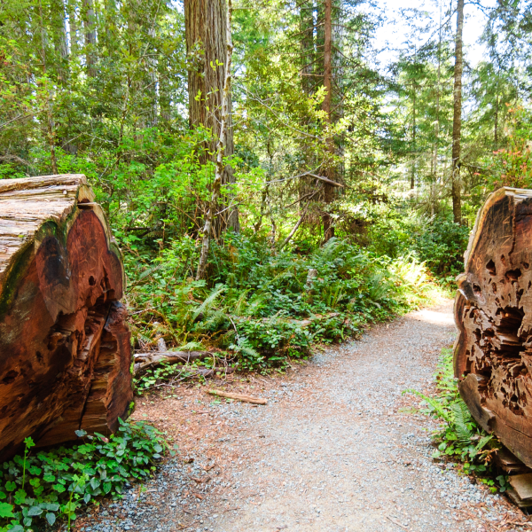 a big redwood log cut in half and a dirt path between in Redwoods National Park