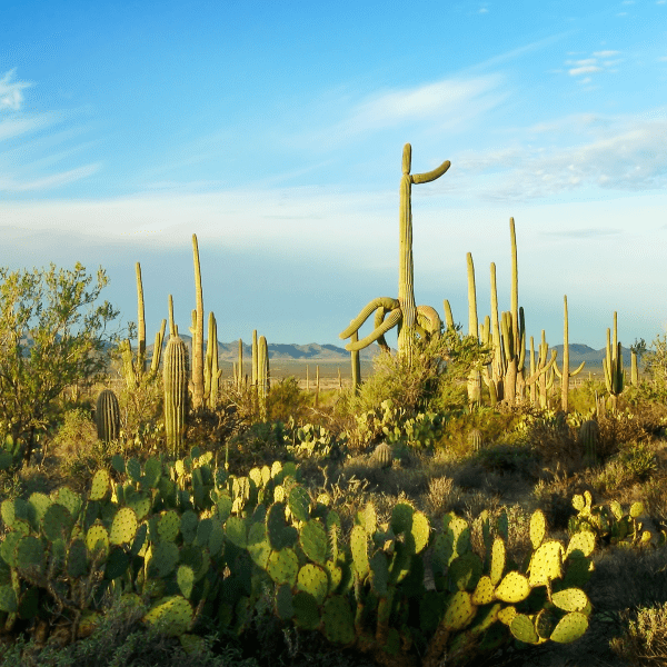 saguaro cactus with yellow blooms in Saguaro National Park in Arizona