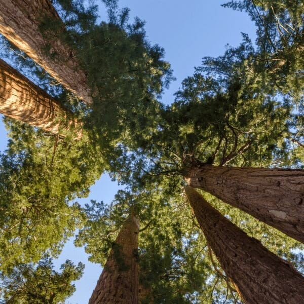 sequoia trees looking up from the ground at Sequoia National Park
