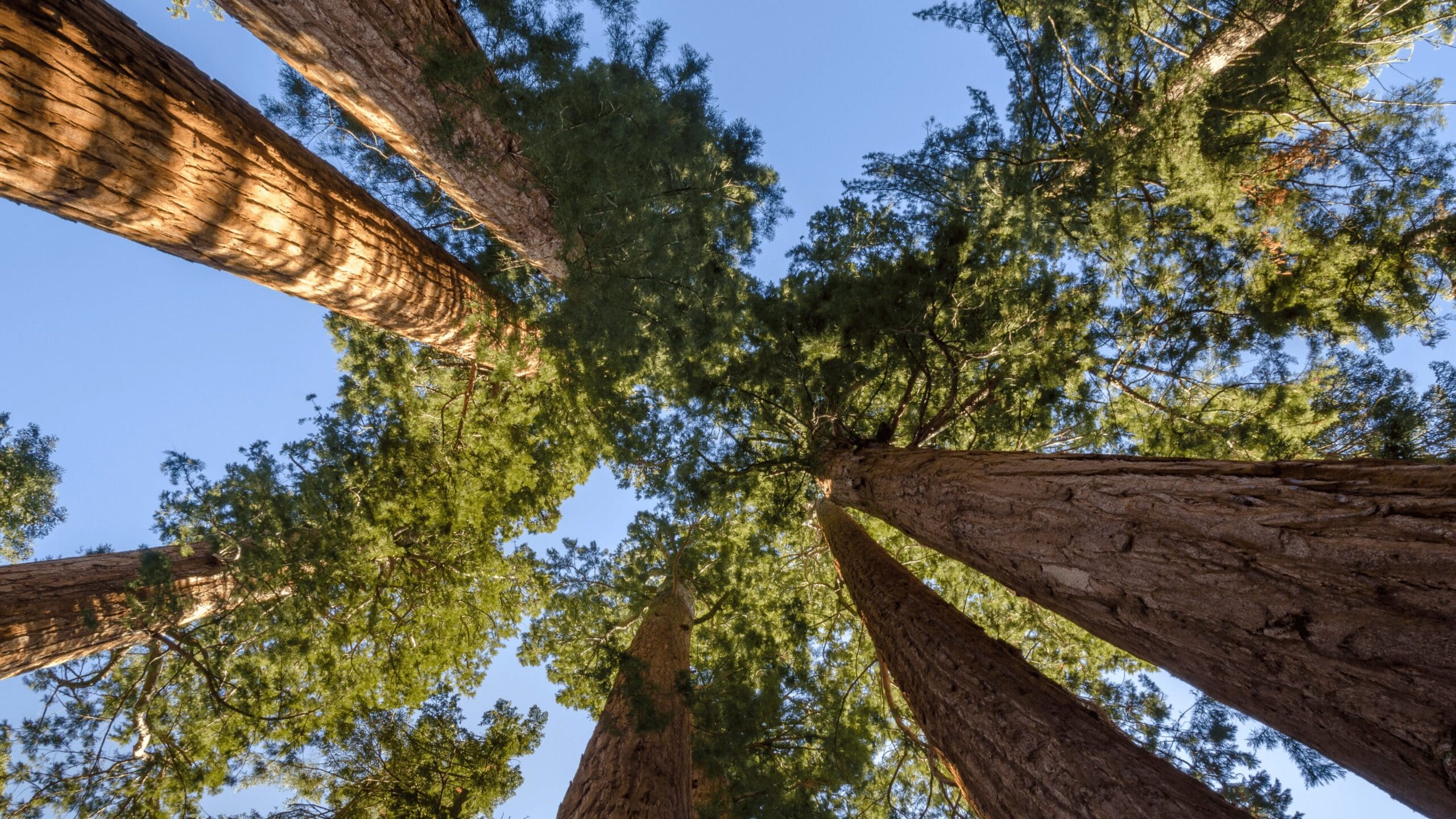 sequoia trees looking up from the ground