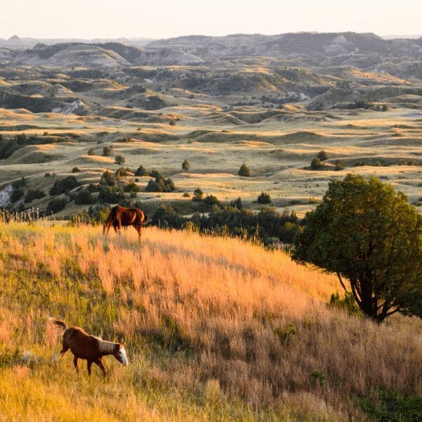 horses running through fields of yellow grass on a hill overlooking a valley in Theodore Roosevelt National Park