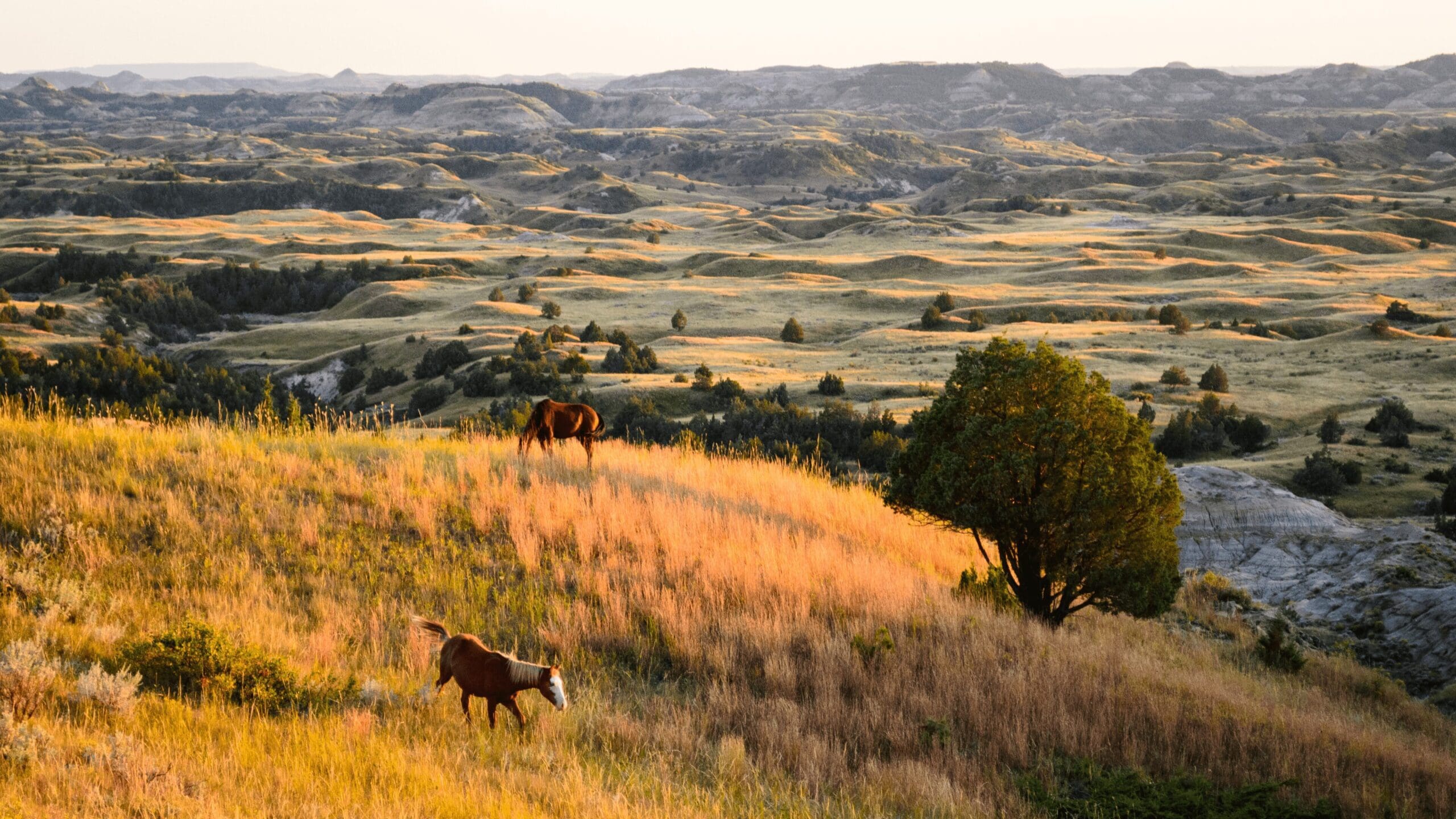 horses running through fields of yellow grass on a hill overlooking a valley