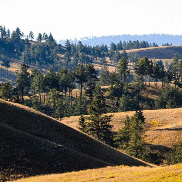 beautiful rolling hills with yellow dried grass and pine trees dotting them in Wind Cave National Park