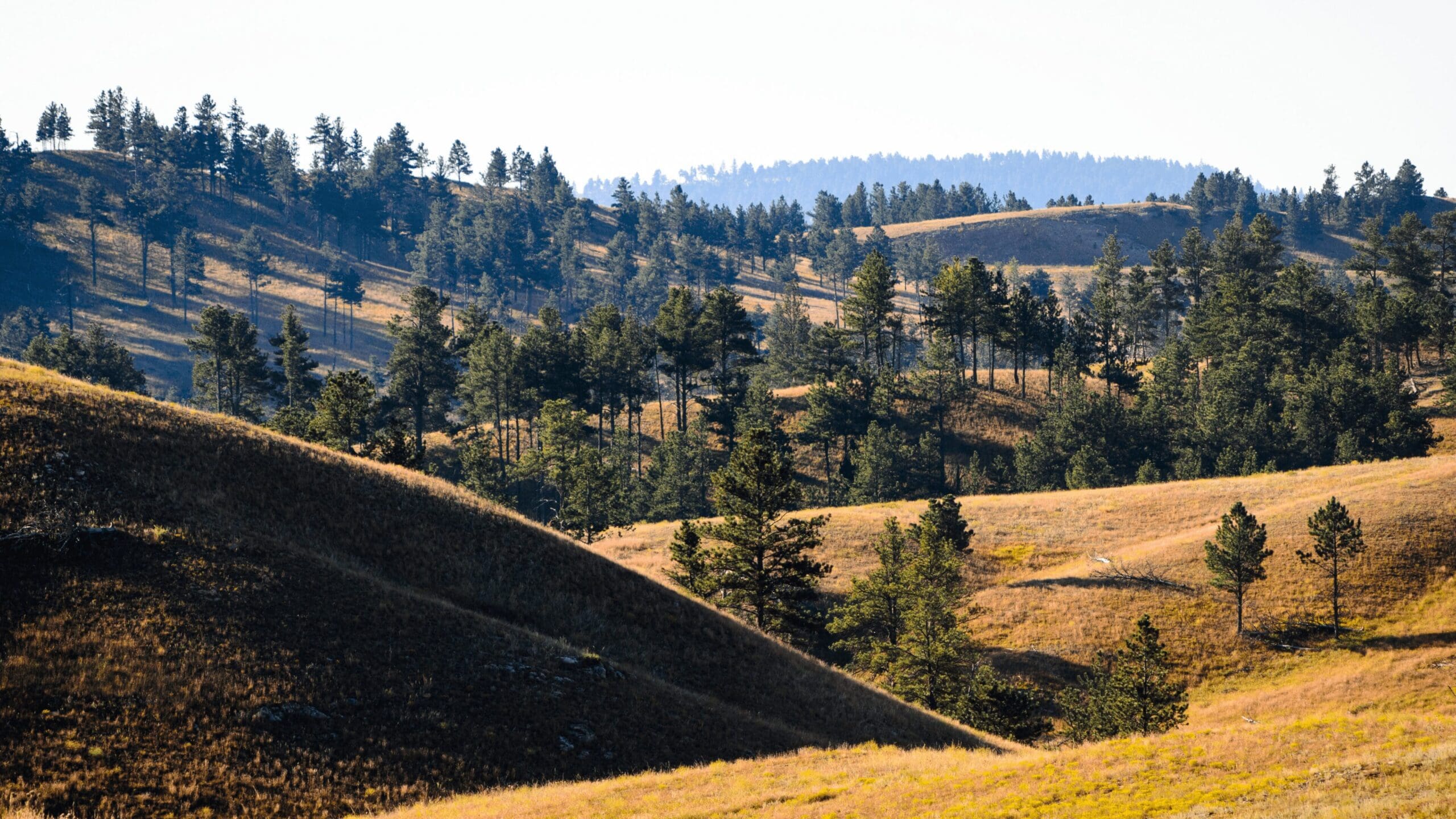 beautiful rolling hills with yellow dried grass and pine trees dotting them