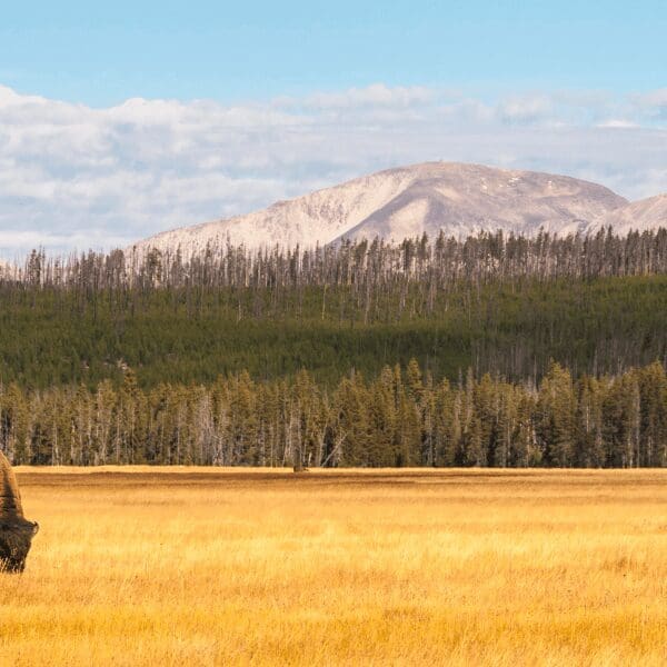 a bison grazing on a field of yellow grass with mountains and trees in the background in Yellowstone National Park