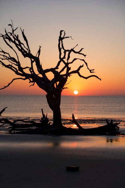 sunrise over Driftwood Beach in Jekyll Island Georgia