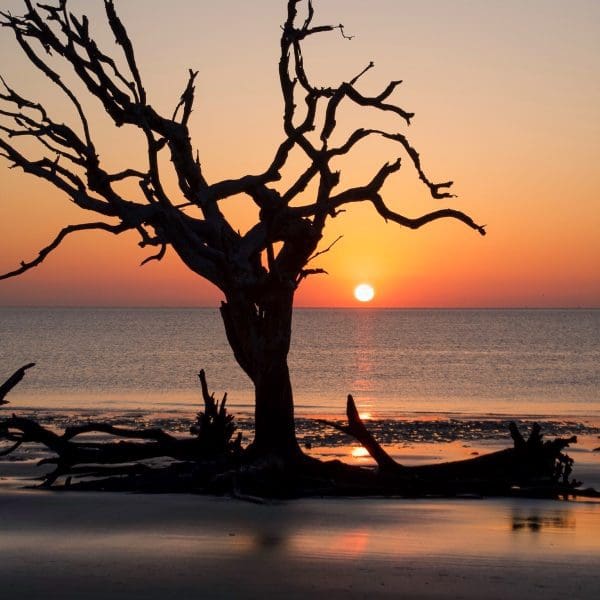 sunrise over Driftwood Beach in Jekyll Island Georgia
