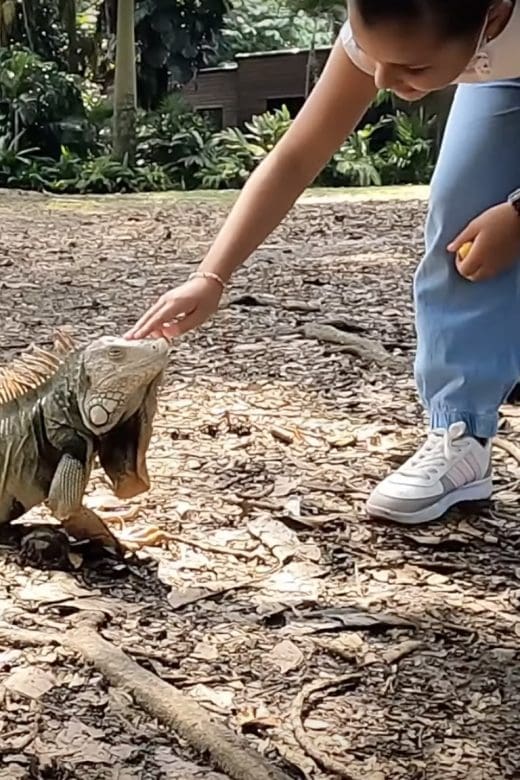 Iguana in Park with girl petting medellin