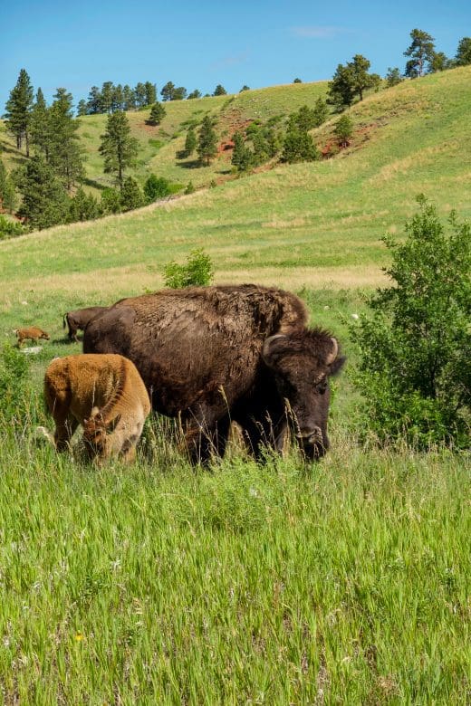 Bison with calf eating grass in black hills