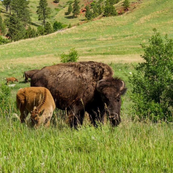 Bison with calf eating grass in black hills
