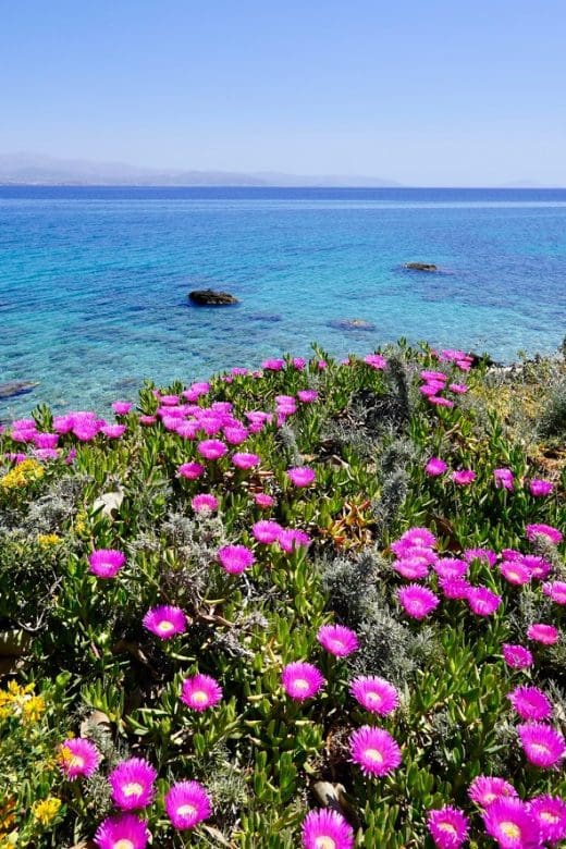 purple flowers with ocean in Paros Greece in background