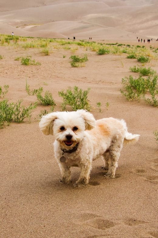 white dog in sand at Great Sand Dunes National Park