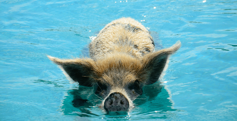 Swimming pigs of the Bahamas