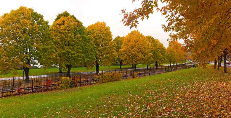 row of trees showing fall colors in Burlington, Vermont