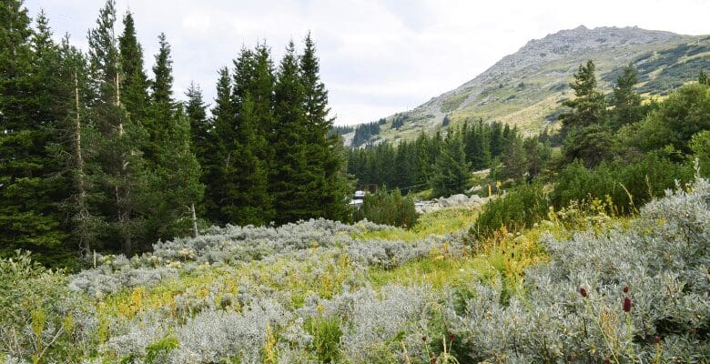 a mountain and field of wild flowers and weeds