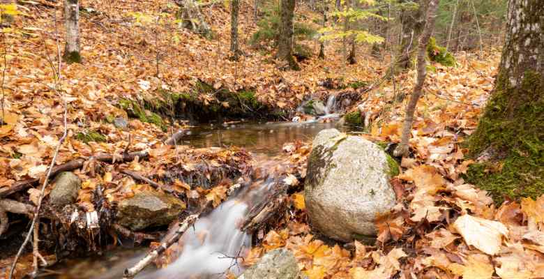 Fallen leaves along a creek in Franconia Notch State Park