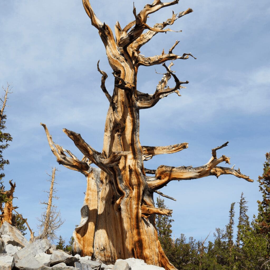 a gnarly pine tree growing through rocks