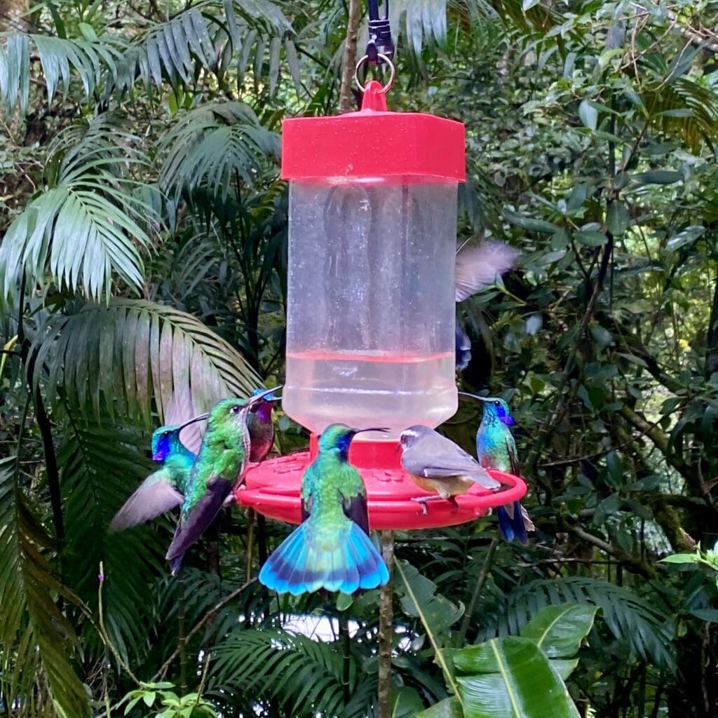 hummingbirds feeding in a feeder