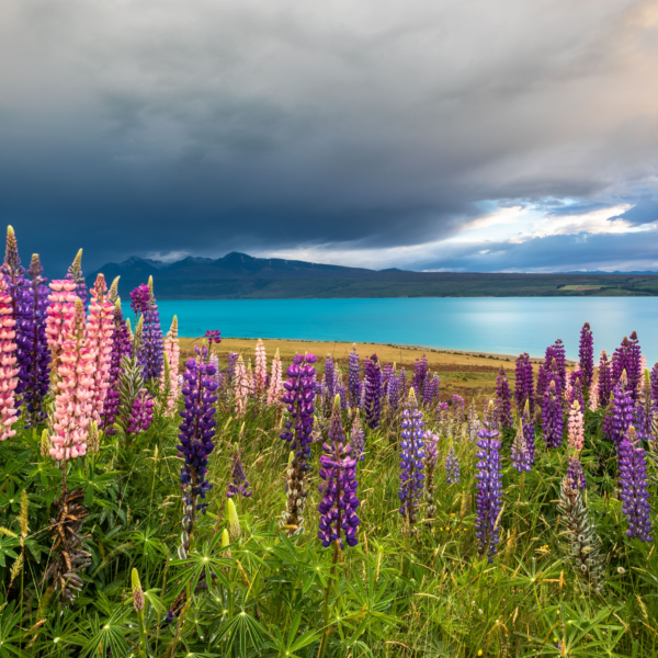 View of pink and purple flowers blooming along a rugged beach coastline in South Island (New Zealand).
