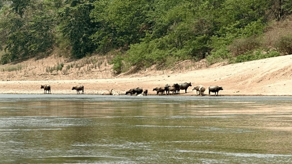 water buffalos along a river