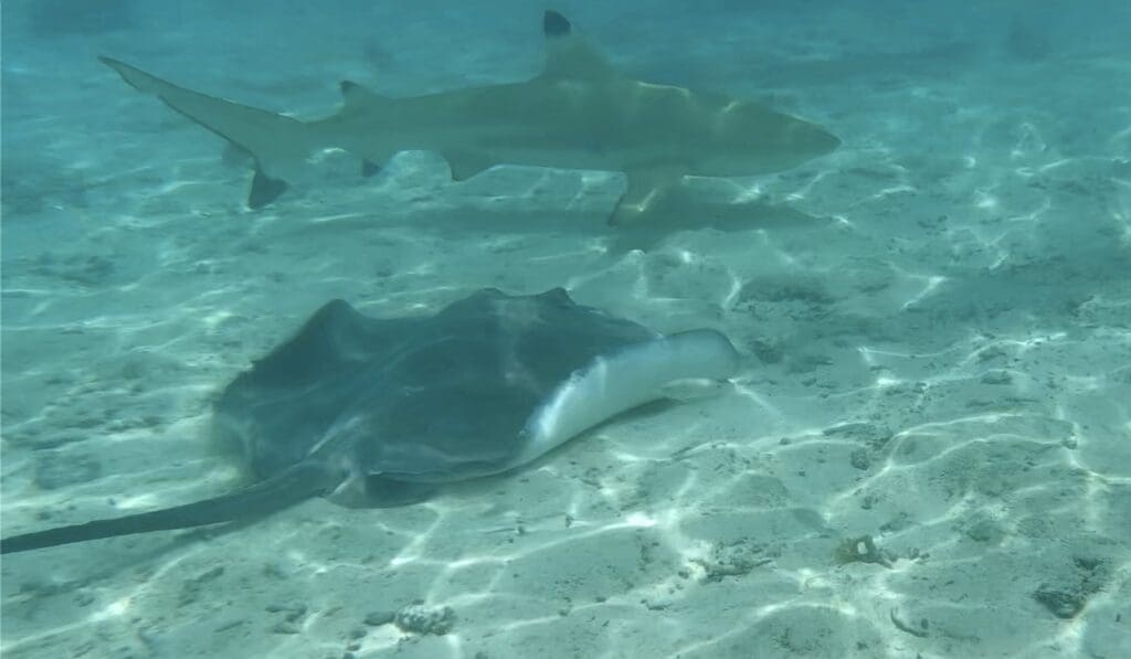 sting ray and shark in the shallow clear waters of Moorea
